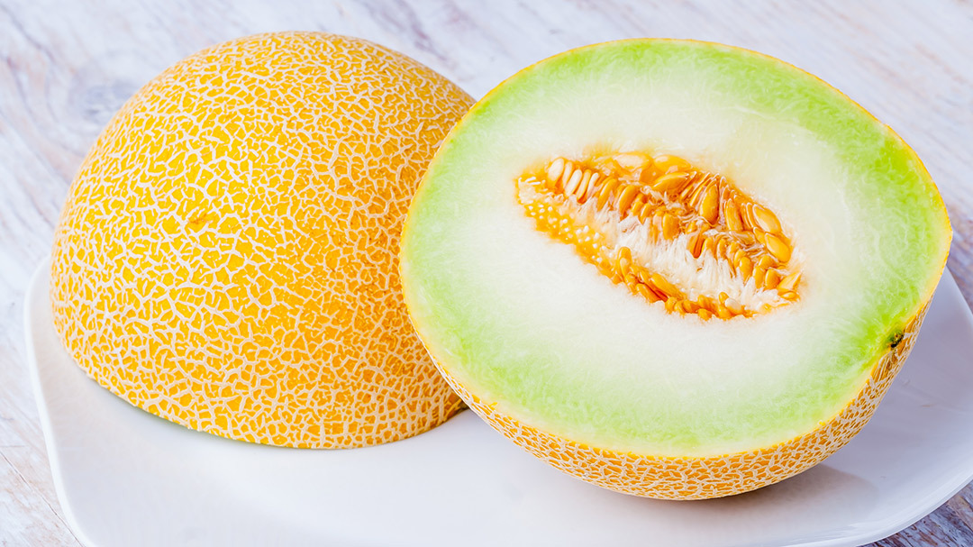 Melon Galia (PaysdelaLoire & Bretagne) Potager City