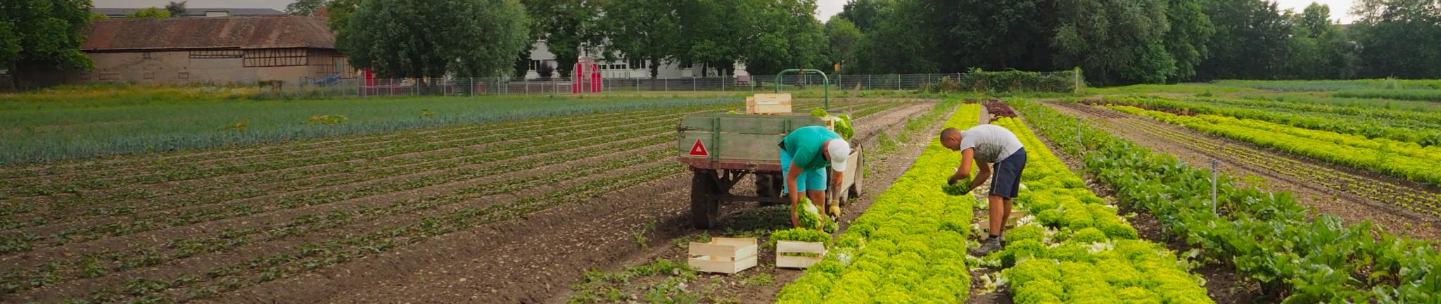Potagercity - Choisissez un panier ou faites votre marché et composez le vôtre !