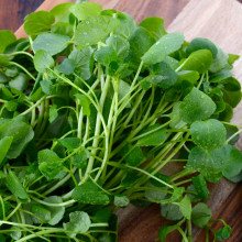 solo cresson solo cresson