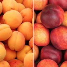Abricots et nectarines