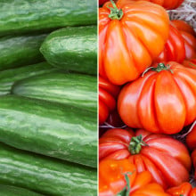Concombre & tomates Marmandes