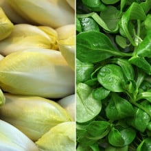 Endives & mâche