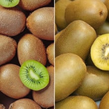 Kiwis verts et kiwis jaunes