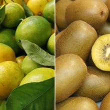 Mandarines satsuma et kiwis jaunes