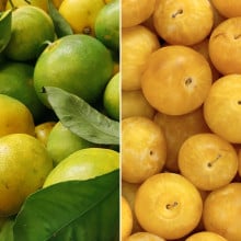 Mandarines Satsuma & Prunes TC Sun