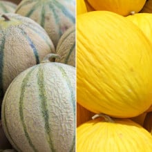 Melon charentais et melon canari