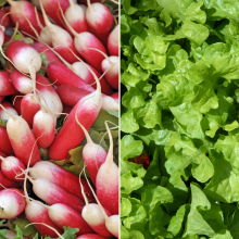 Radis botte et salade feuille de chêne