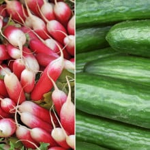 Radis et concombre