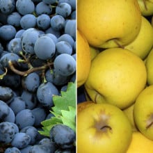 Raisin Muscat noir & pommes Golden