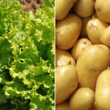 Salade batavia blonde et pommes de terre
