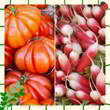 Tomates marmande et botte de radis