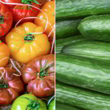 Tomates anciennes multicolores & concombre