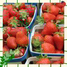 Fraises