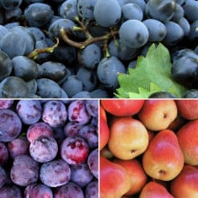 Panier de fruits de saison
