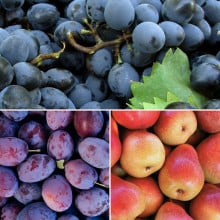 Panier de fruits de saison