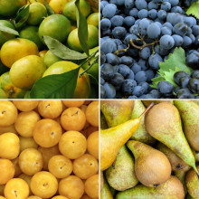 Panier de fruits de saison