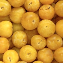 Prune TC Sun