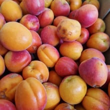 Abricots anti gaspi
