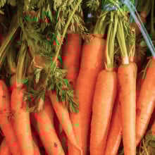 Carottes fanes