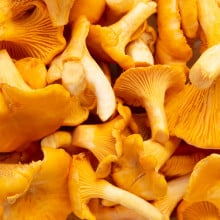 Champignons Girolles