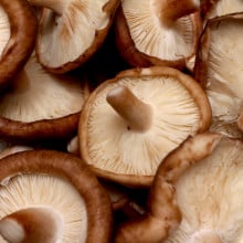 Champignons Shiitakes