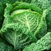 Choux frisés verts