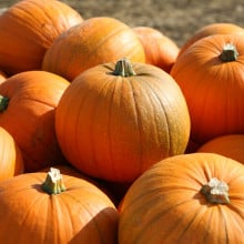 Courge Jack'o lantern