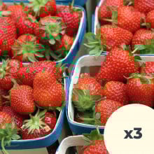 Barquettes de fraises