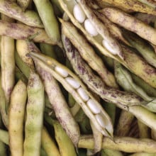 Haricots coco de Paimpol