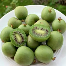 Kiwai