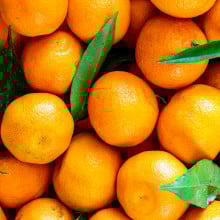 Mandarines Orri branchées