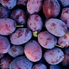 Prunes Quetsche