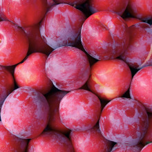 Prune rouge