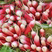 Radis roses