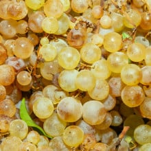 Raisins Chasselas