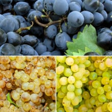 Trio de raisins muscat noir, chasselas et italia