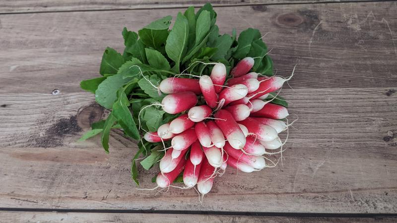 Radis Roses 1 Botte Ile De France Potager City
