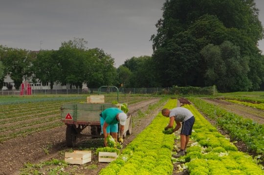 Potagercity - Choisissez un panier ou faites votre marché et composez le vôtre !