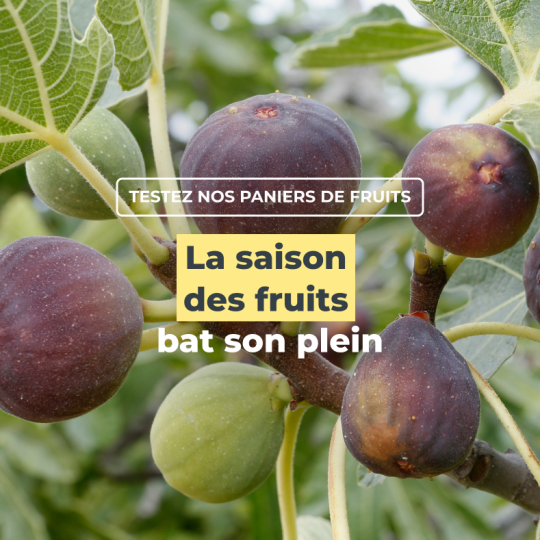 La saison des fruits bat son plein !