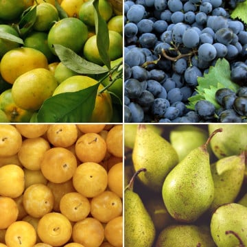 Panier de fruits de saison