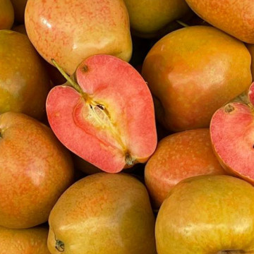 Pommes kissabel jaune