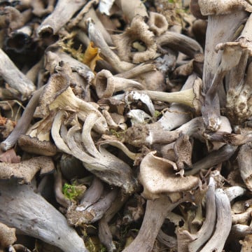trompettes_de_la_mort