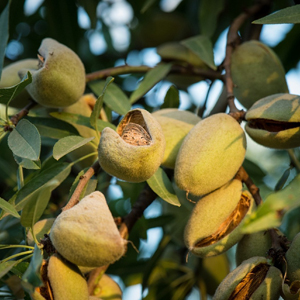 Amandes