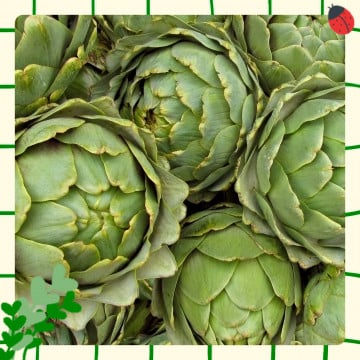 Artichaut