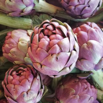 Artichauts Chrysanthemes