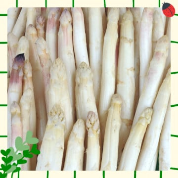 Asperges blanches