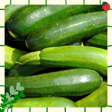 Courgettes
