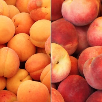 Abricots et pêches