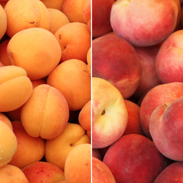 Abricots et pêches Abricots et pêches