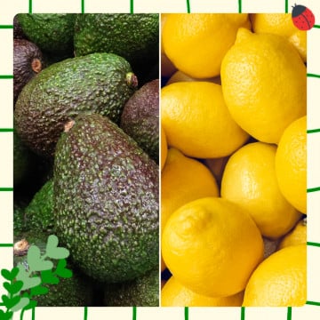 Avocats et citrons